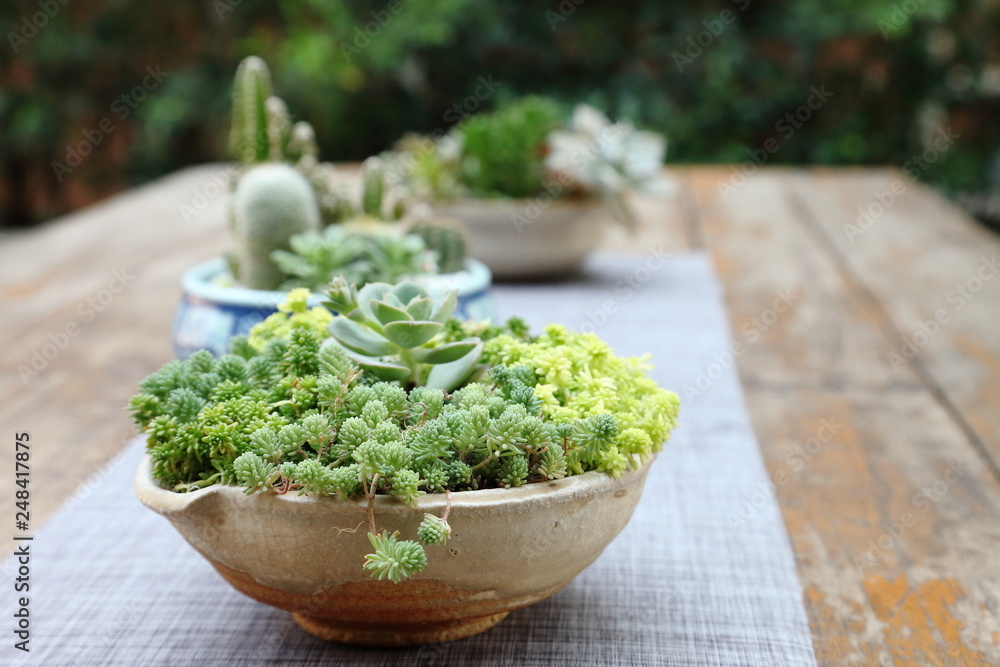 Mix variety of succulent and sedum decorating as a house plant for limited space gardening Mix variety of succulent and sedum decorating as a house plant for limited space gardening