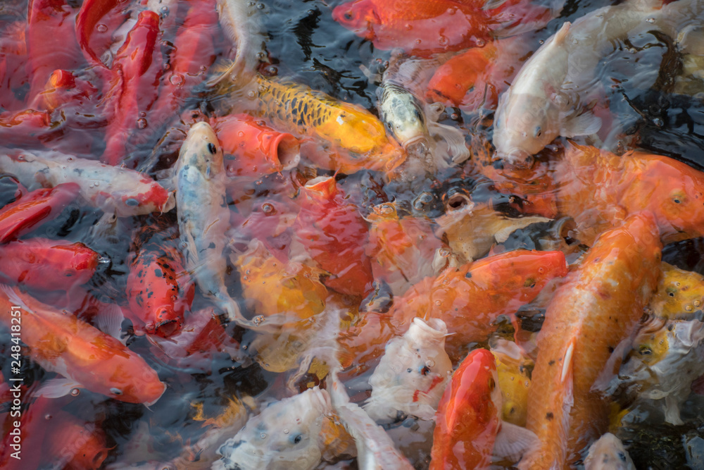 koi fish in pond koi fish in pond