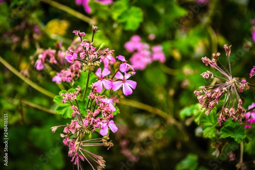 ピンクの花