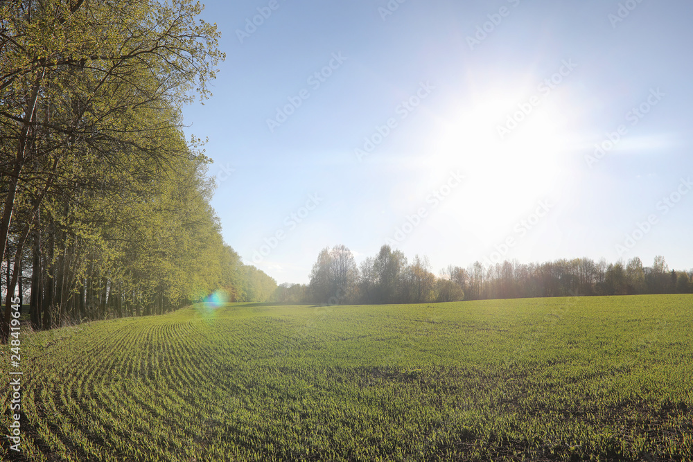 Landscape is summer. Green trees and grass in a countryside landscape. Nature summer day. Leaves on the bushes. Landscape is summer. Green trees and grass in a countryside landscape. Nature summer day. Leaves on the bushes.