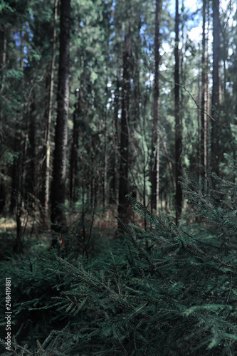 Pine forest. Depths of a forest. Journey through forest paths. Trees without foliage in early spring. Trekking through the reserve.