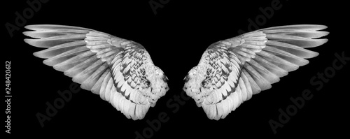 Wings of birds isolated on white background