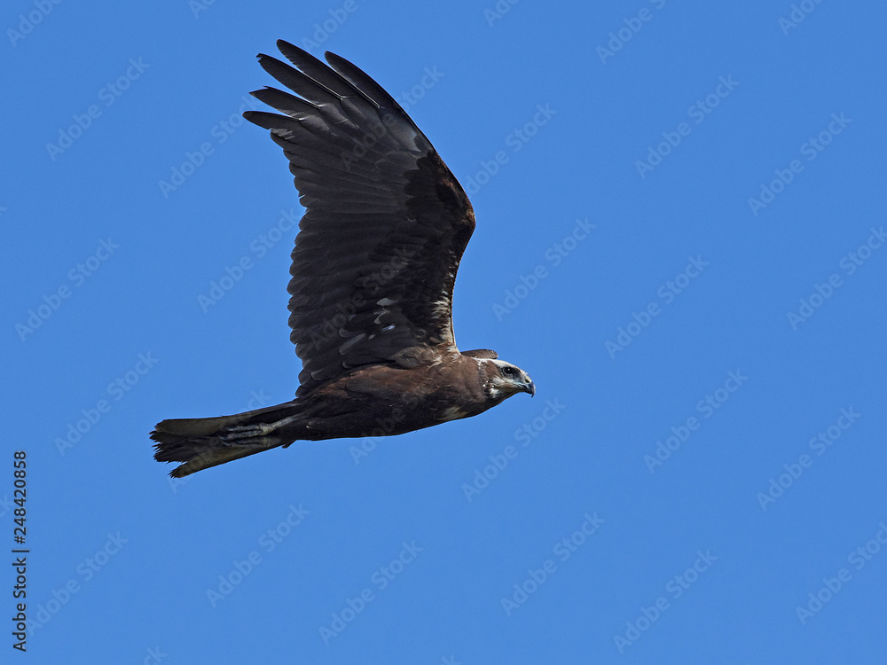 Western marsh harrier (Circus aeruginosus) Western marsh harrier (Circus aeruginosus)