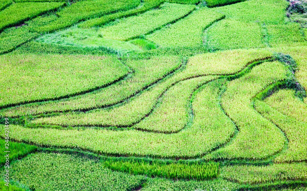 bright green rice fields during summer around Cat Cat village, Sa Pa, Lao Cai, Vietnam