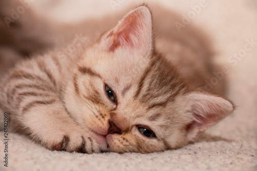 british tabby kitten lying looking at the camera