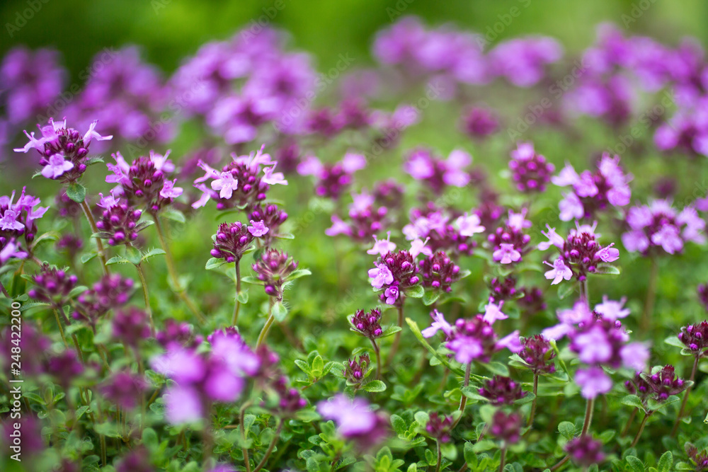 Blooming breckland thyme (Thymus serpyllum). Close-up of pink flowers of wild thyme on stone as a background. Thyme ground cover plant for rock garden. Blooming breckland thyme (Thymus serpyllum). Close-up of pink flowers of wild thyme on stone as a background. Thyme ground cover plant for rock garden.