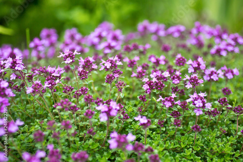 Blooming breckland thyme  Thymus serpyllum . Close-up of pink flowers of wild thyme on stone as a background. Thyme ground cover plant for rock garden.