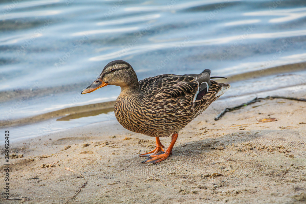 Wild duck on the sand near the pond. Wild duck on the sand near the pond.