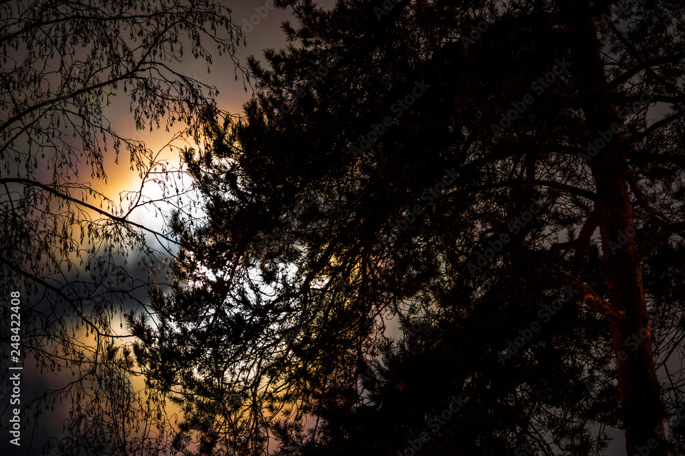 Obraz premium The bright light of the moon in the full moon at night through the clouds and trees in the forest