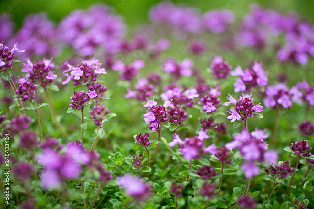 Blooming breckland thyme (Thymus serpyllum). Close-up of pink flowers of wild thyme on stone as a background. Thyme ground cover plant for rock garden. Blooming breckland thyme (Thymus serpyllum). Close-up of pink flowers of wild thyme on stone as a background. Thyme ground cover plant for rock garden.