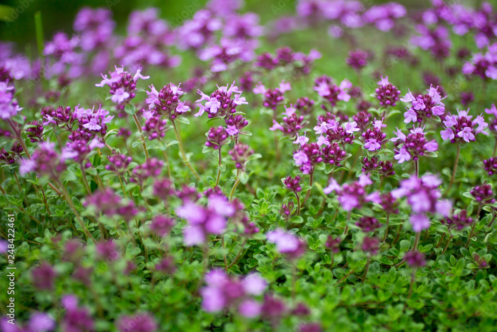 Blooming breckland thyme (Thymus serpyllum). Close-up of pink flowers of wild thyme on stone as a background. Thyme ground cover plant for rock garden.
