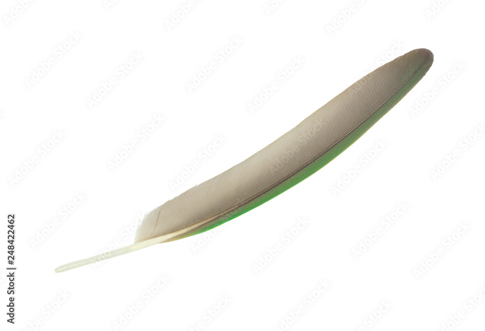 Beautiful parrot lovebird peacock green feather isolated on white background Beautiful parrot lovebird peacock green feather isolated on white background