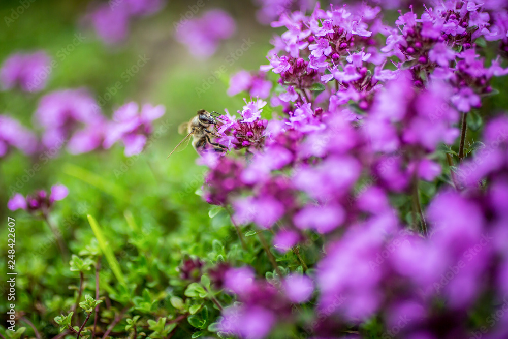 Obraz premium Blooming wild thyme (Thymus serpyllum) with bee. A dense group of purple flowers of this aromatic herb in the family Lamiaceae