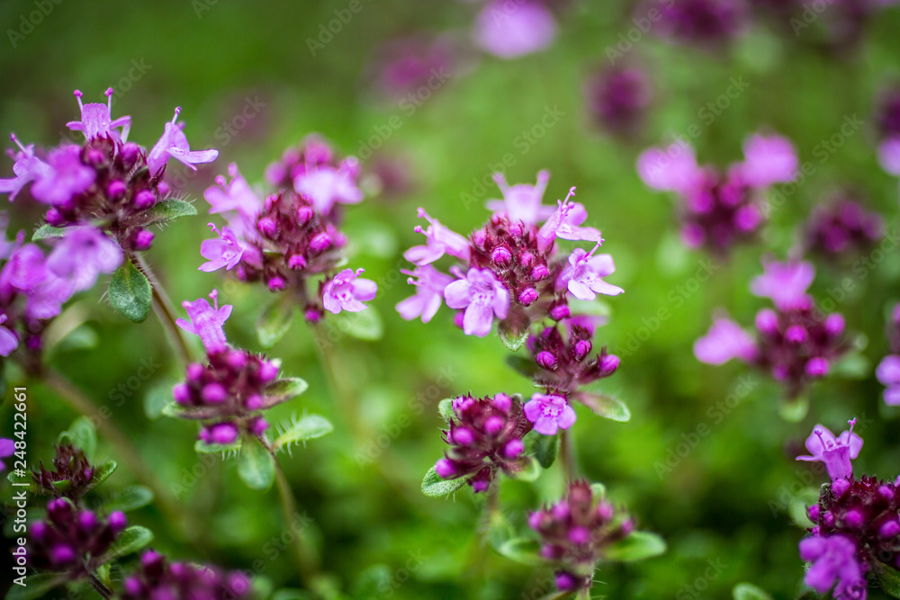 Blooming thyme (Thymus serpyllum). Close-up of pink flowers of wild thyme on stone as a background. Thyme ground cover plant for rock garden. Blooming thyme (Thymus serpyllum). Close-up of pink flowers of wild thyme on stone as a background. Thyme ground cover plant for rock garden.
