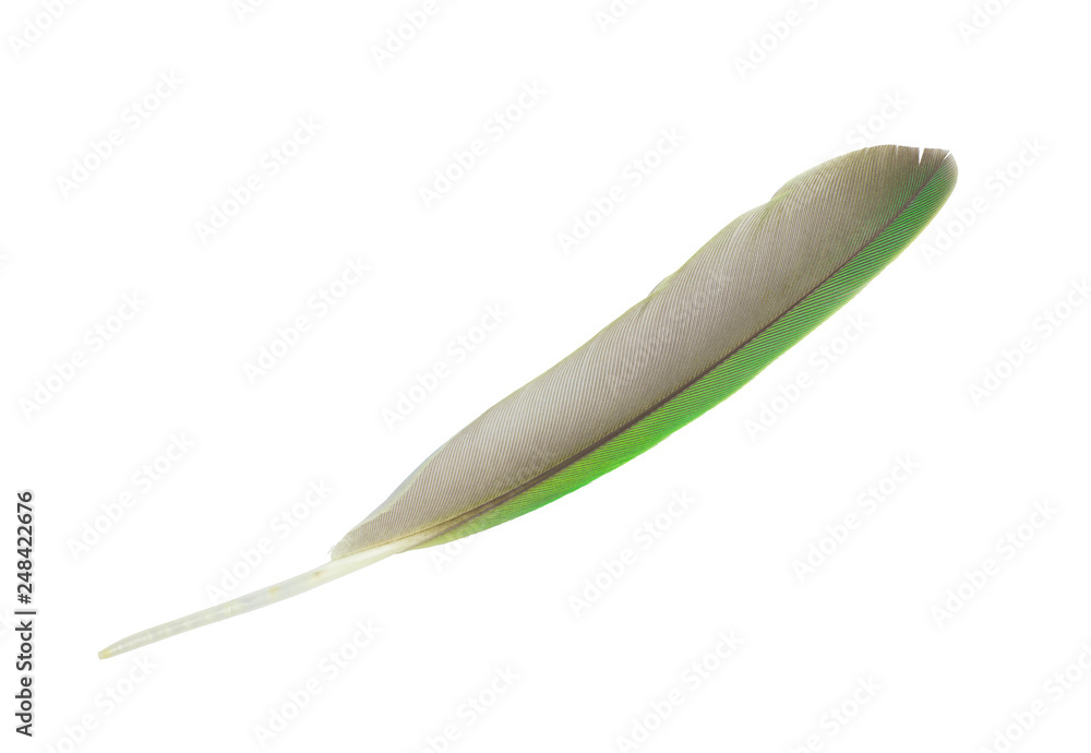 Beautiful parrot lovebird peacock green feather isolated on white background Beautiful parrot lovebird peacock green feather isolated on white background