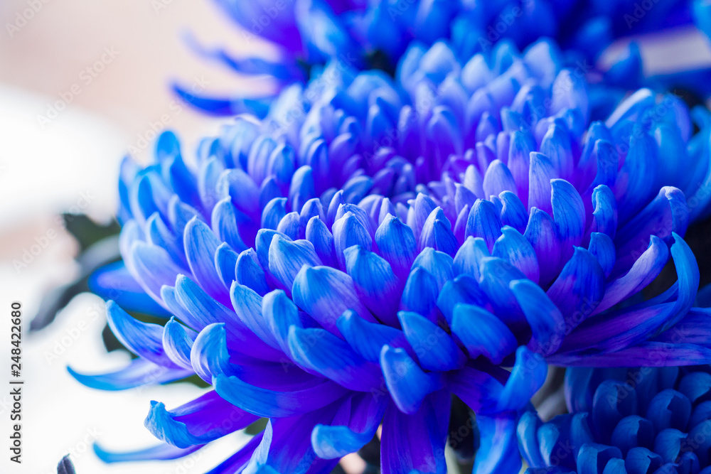 Flower aster blue color closeup. Flower aster blue color closeup.
