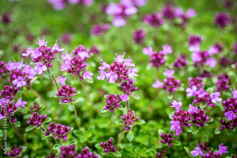 Blooming thyme (Thymus serpyllum). Close-up of pink flowers of wild thyme on stone as a background. Thyme ground cover plant for rock garden.