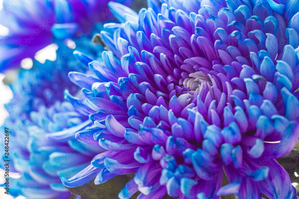 Blue flower with many petals. Close-up.