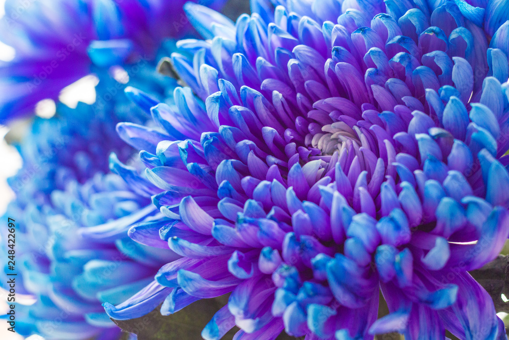Blue flower with many petals. Close-up. Blue flower with many petals. Close-up.
