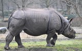 a lone rhinoceros walks inn the nsavannah