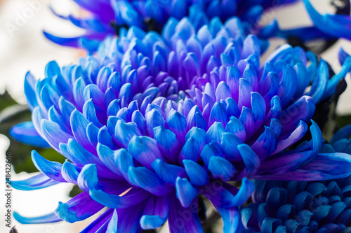 Flower aster blue color closeup.
