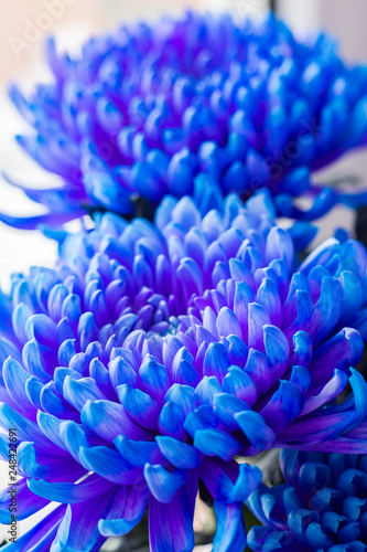 Fototapeta Naklejka Na Ścianę i Meble -  Blue flower with many petals. Close-up.