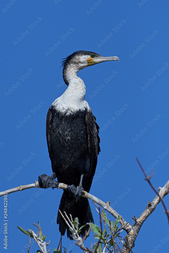 White-breasted cormorant (Phalacrocorax lucidus) White-breasted cormorant (Phalacrocorax lucidus)