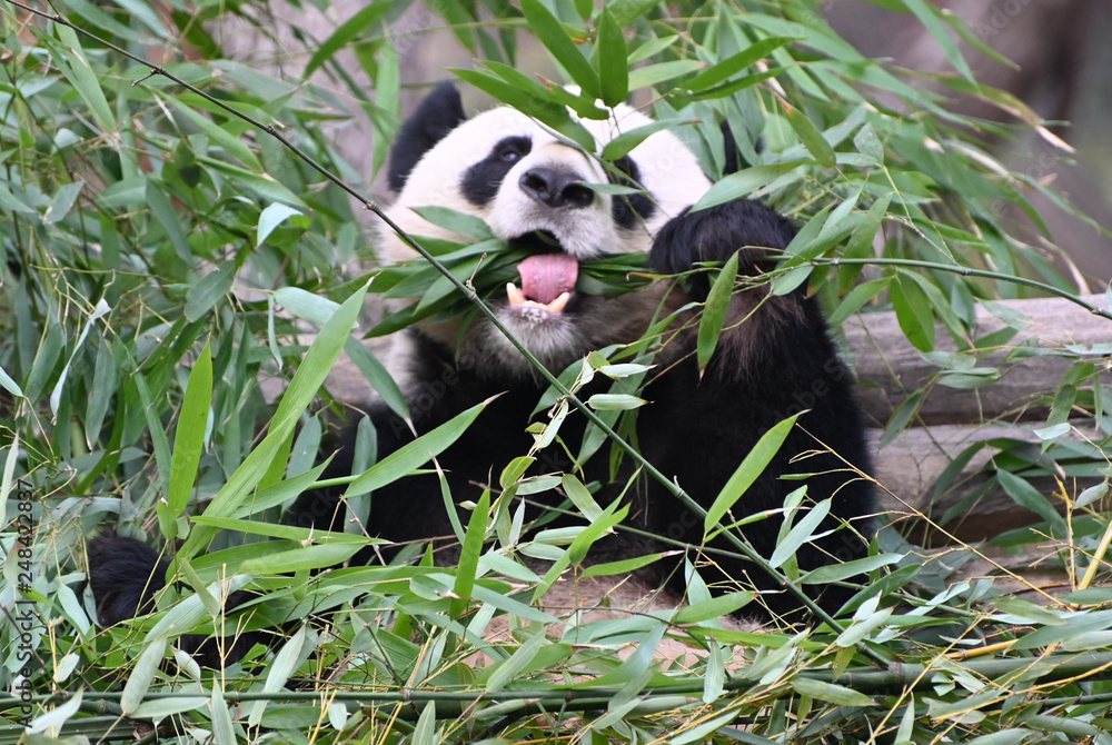 Obraz premium panda eating bamboo