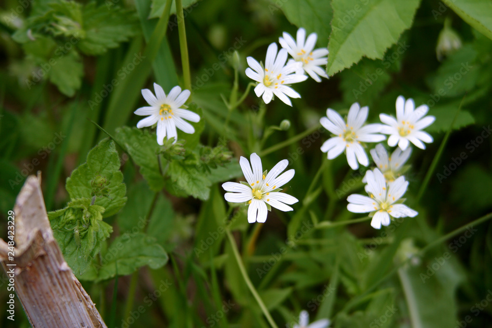 Beautiful small white spring flowers on a green background Beautiful small white spring flowers on a green background
