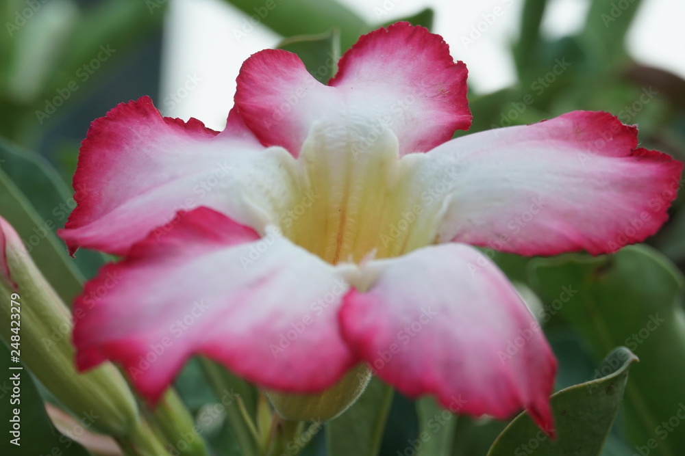 Closeup pink and white flower