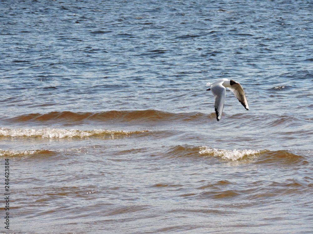 Flying seagull above Baltic sea Flying seagull above Baltic sea