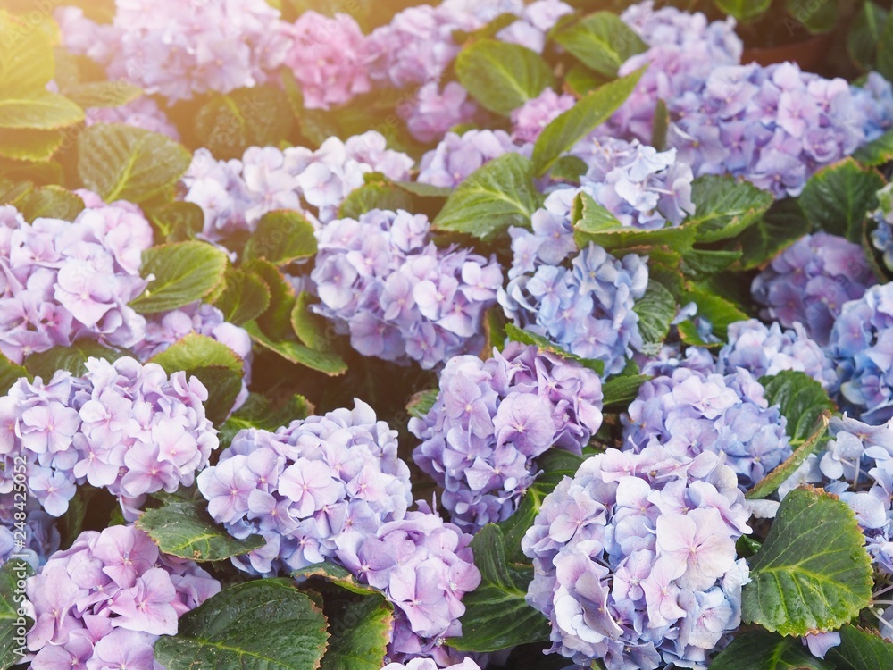Hydrangea the indigo light blue petal flower field Hydrangea the indigo light blue petal flower field