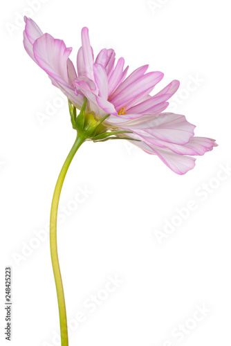 cosmos flower isolated