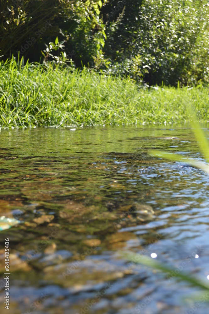 Fototapeta premium pond with water lilies