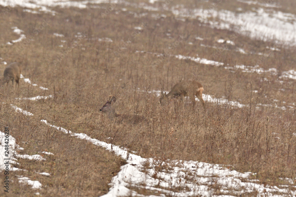 Family roe and roebuck to rest and sleep on the meadow on snow winter Family roe and roebuck to rest and sleep on the meadow on snow winter