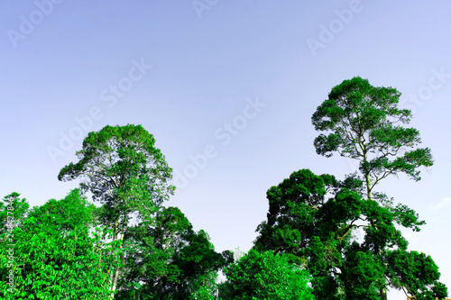 Top view of green tree with clear blue sky with copy space for create your text, Background of green leaves on top of tree, Rain forest in Thailand, Row of green tree background