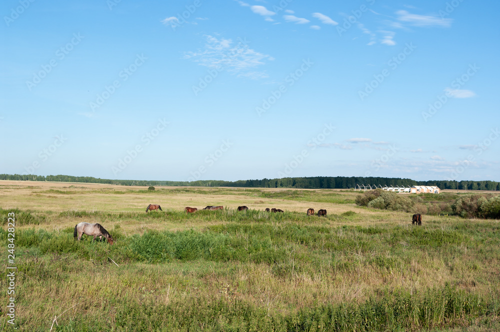 Horses graze in the vast meadows and fields. Sunny day. Summer.