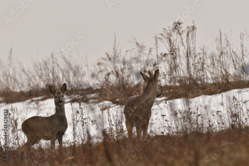 Young small roedeer with one antler and bloody head camouflage nature