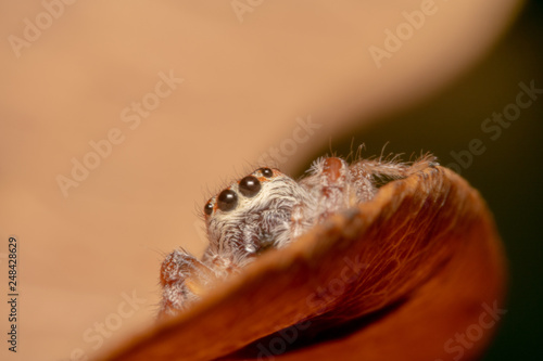 Light brown orange hair jumping spider sitting on an orange curved leaf  big eyes and peeking at the camera curiously