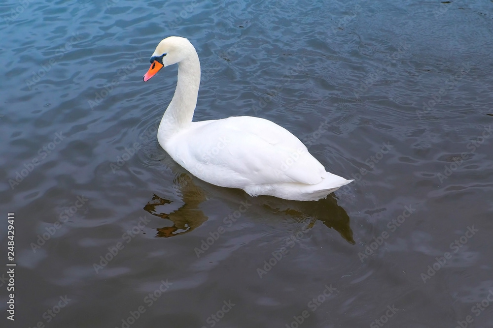 River with beautiful white swan the water. River with beautiful white swan the water.