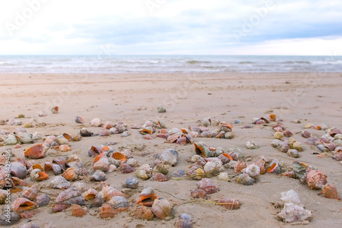 Many beautiful shells of rapan in the sand on the black sea coast. Sea waves.