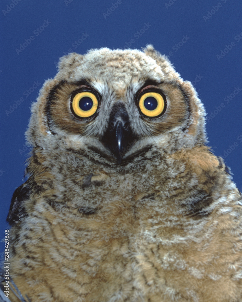 Fototapeta premium Great Horned Owl (Bubo Virginianus)