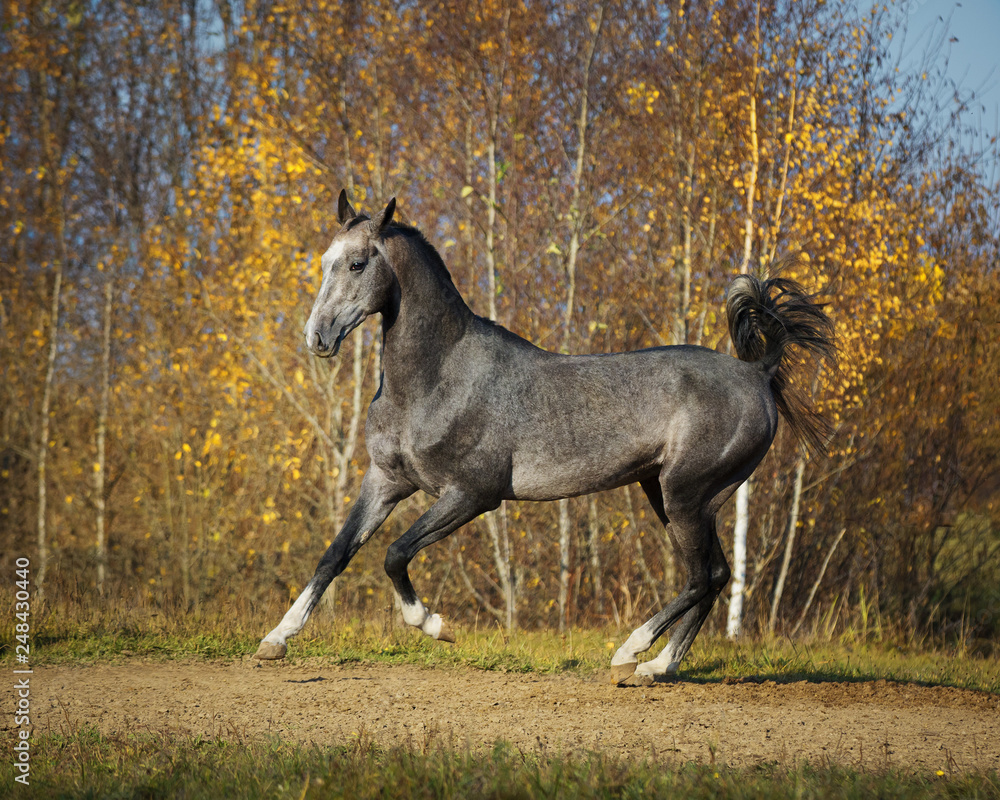 Beautiful gray horse running on natural autumn background