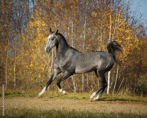 Beautiful gray horse running on natural autumn background