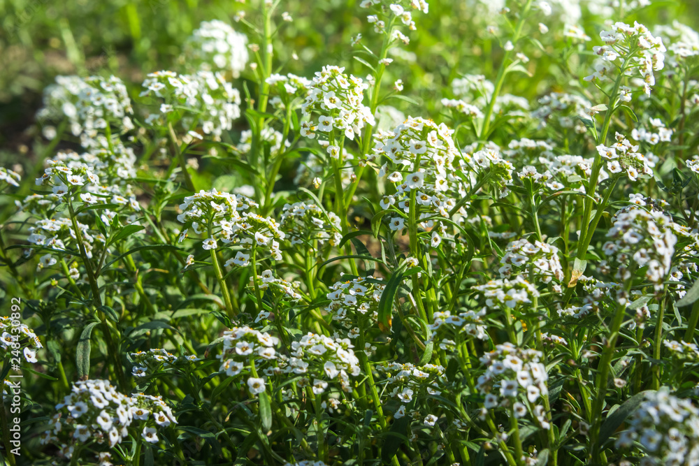 Small white flowers in clusters blooming in the field Small white flowers in clusters blooming in the field