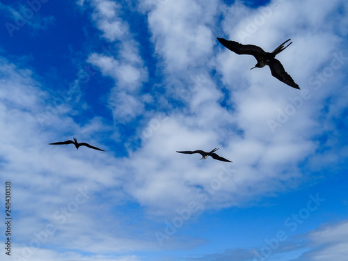 Three silhouettes of Frigate Birds flying,