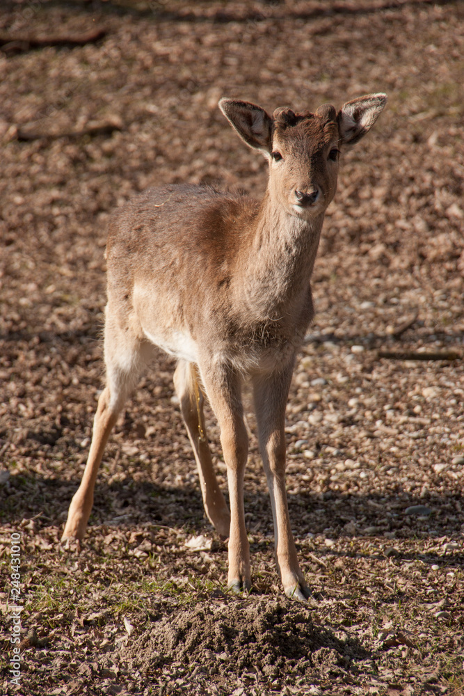 Junger Damhirsch mit Bastgeweih Junger Damhirsch mit Bastgeweih