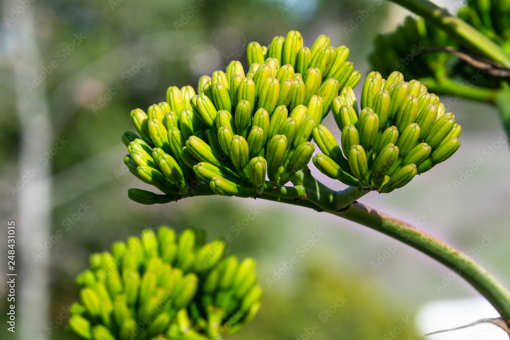 Agave americana (Century plant) - cluster buds about to start blooming Agave americana (Century plant) - cluster buds about to start blooming