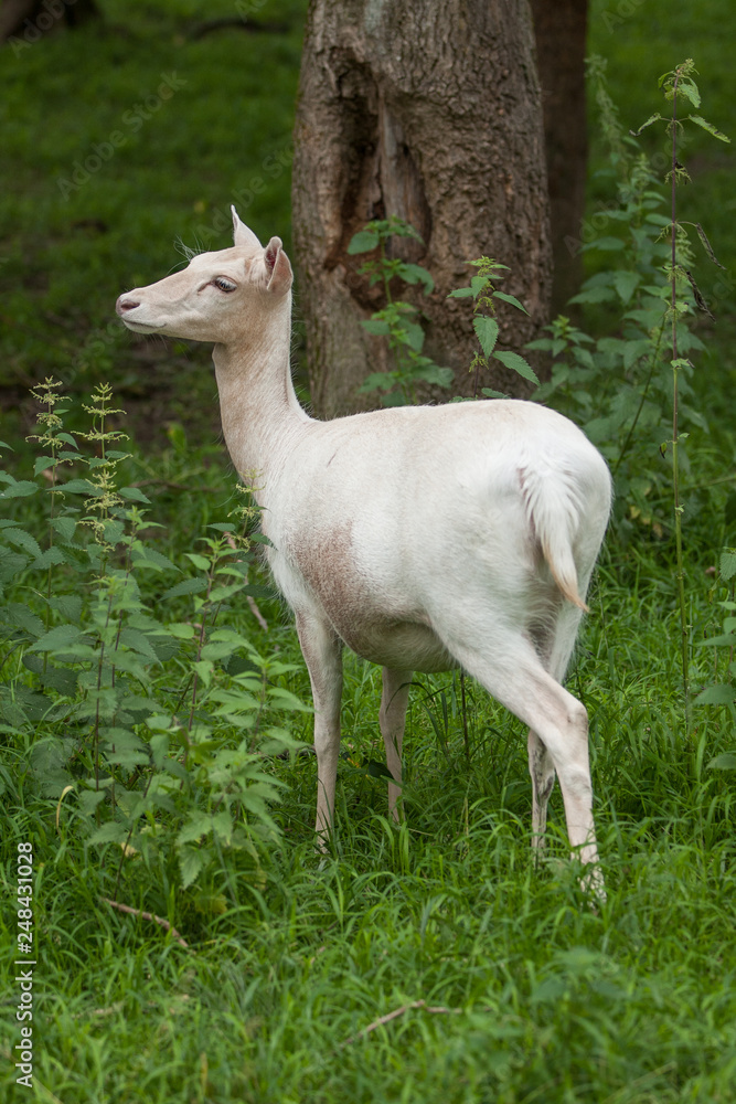 Fototapeta premium Weißer Damhirsch zwischen Brennesseln