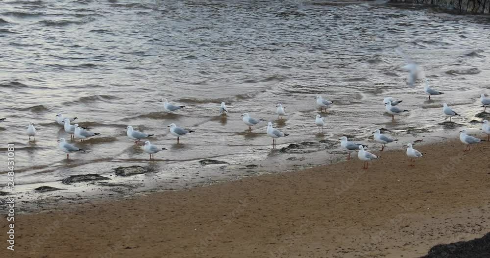 Seagulls At Waters Edge Of Beach Hastings Seagulls At Waters Edge Of Beach Hastings